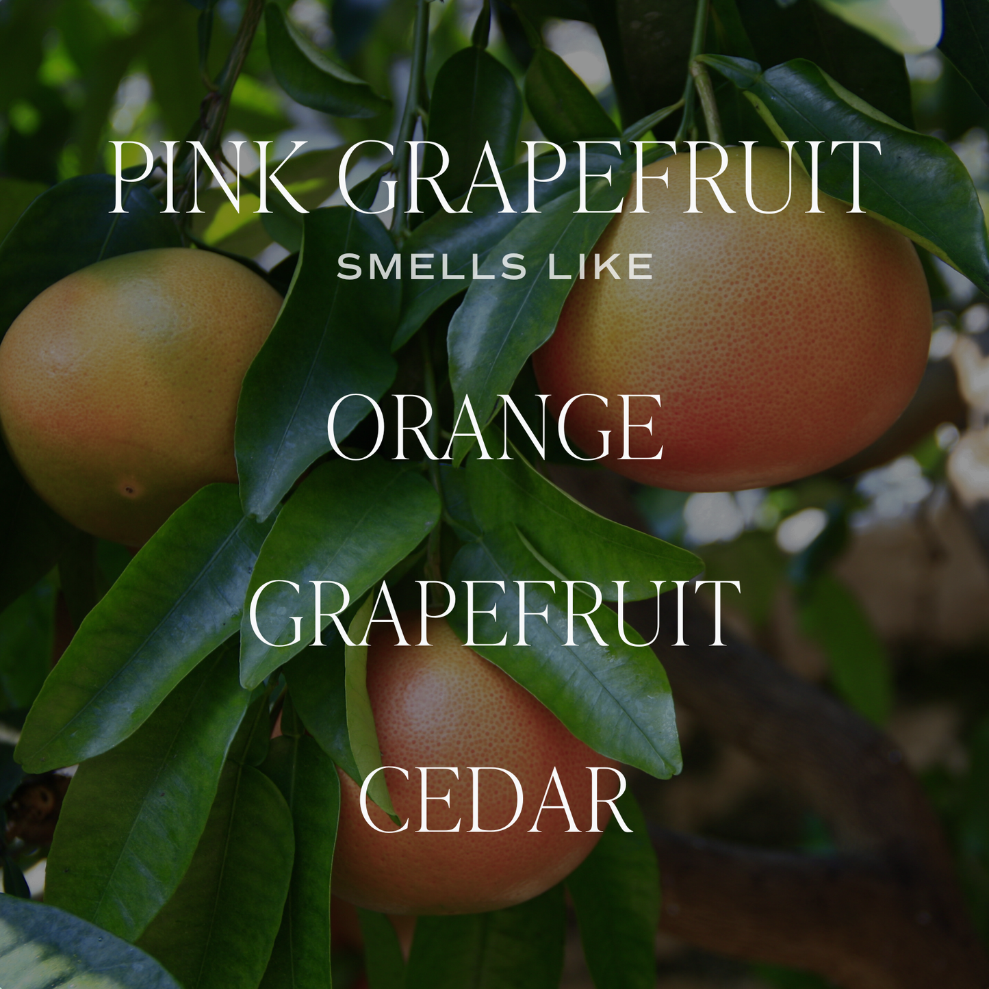 Pink Grapefruit 9 oz Soy Candle - Home Decor & Gifts