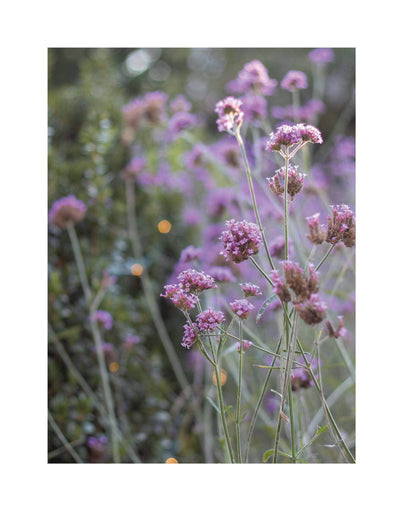 Garden Maker - Songbird Gifts